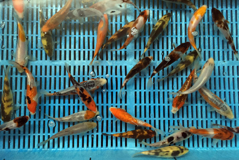 Japan Koi
